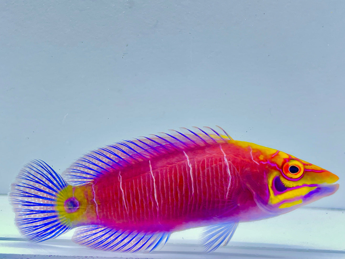 Vanuatu White Bar Mystery Wrasse WYSIWYG