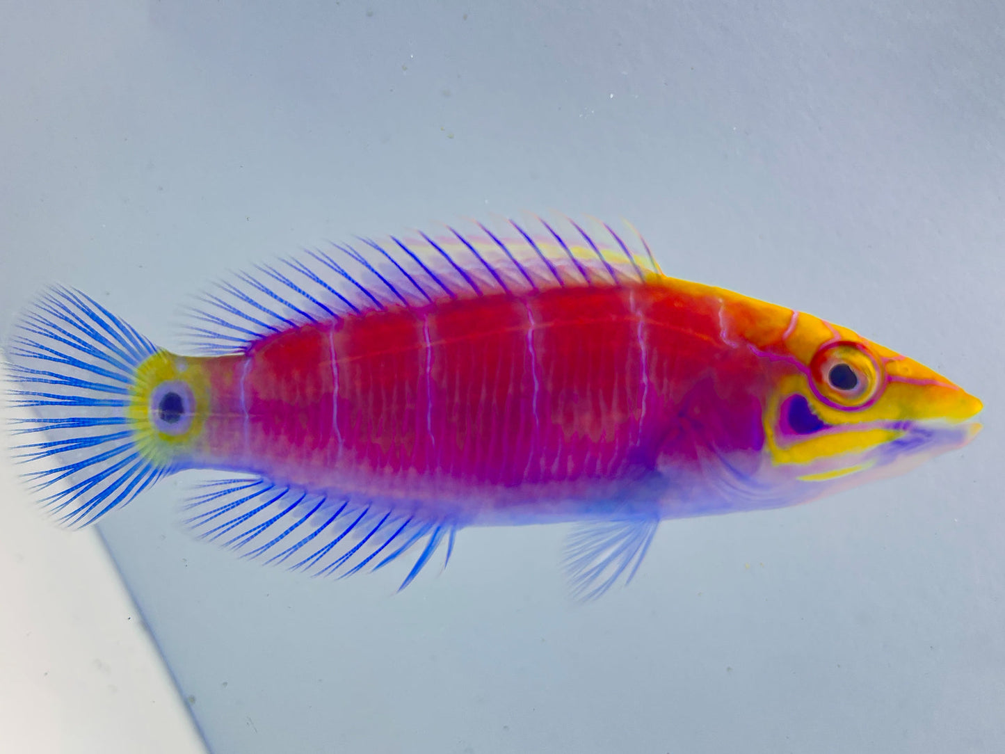 Vanuatu White Bar Mystery Wrasse WYSIWYG