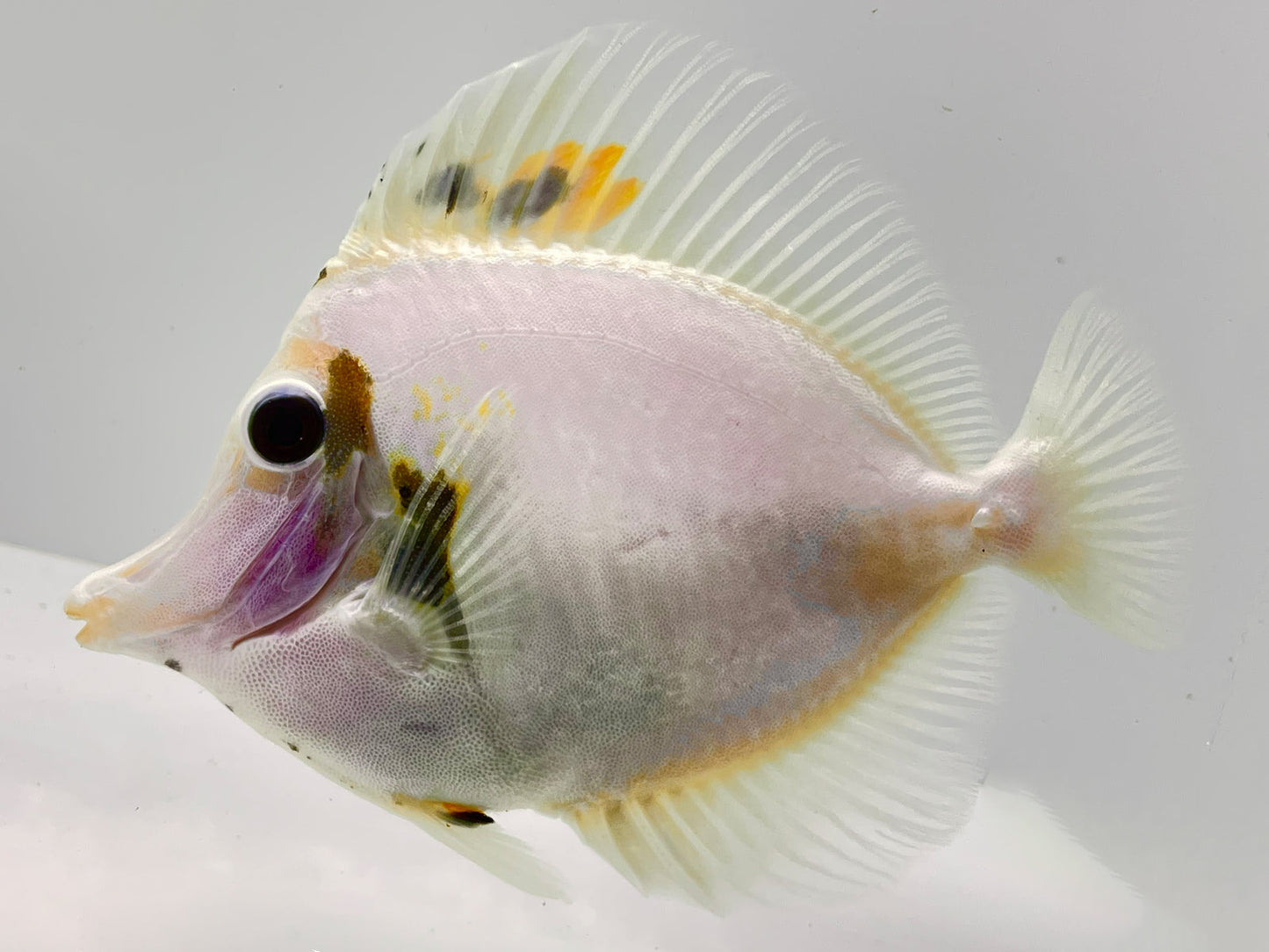 White Koi Scopas Tang