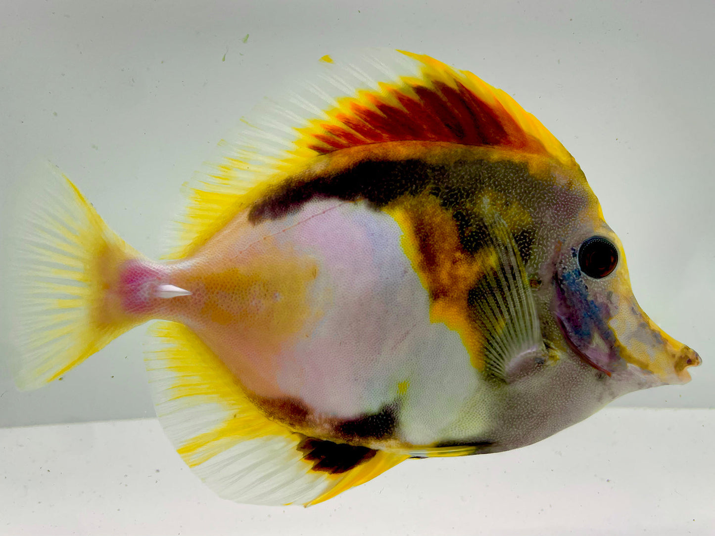 Tri Color Koi Scopas Tang WYSIWYG