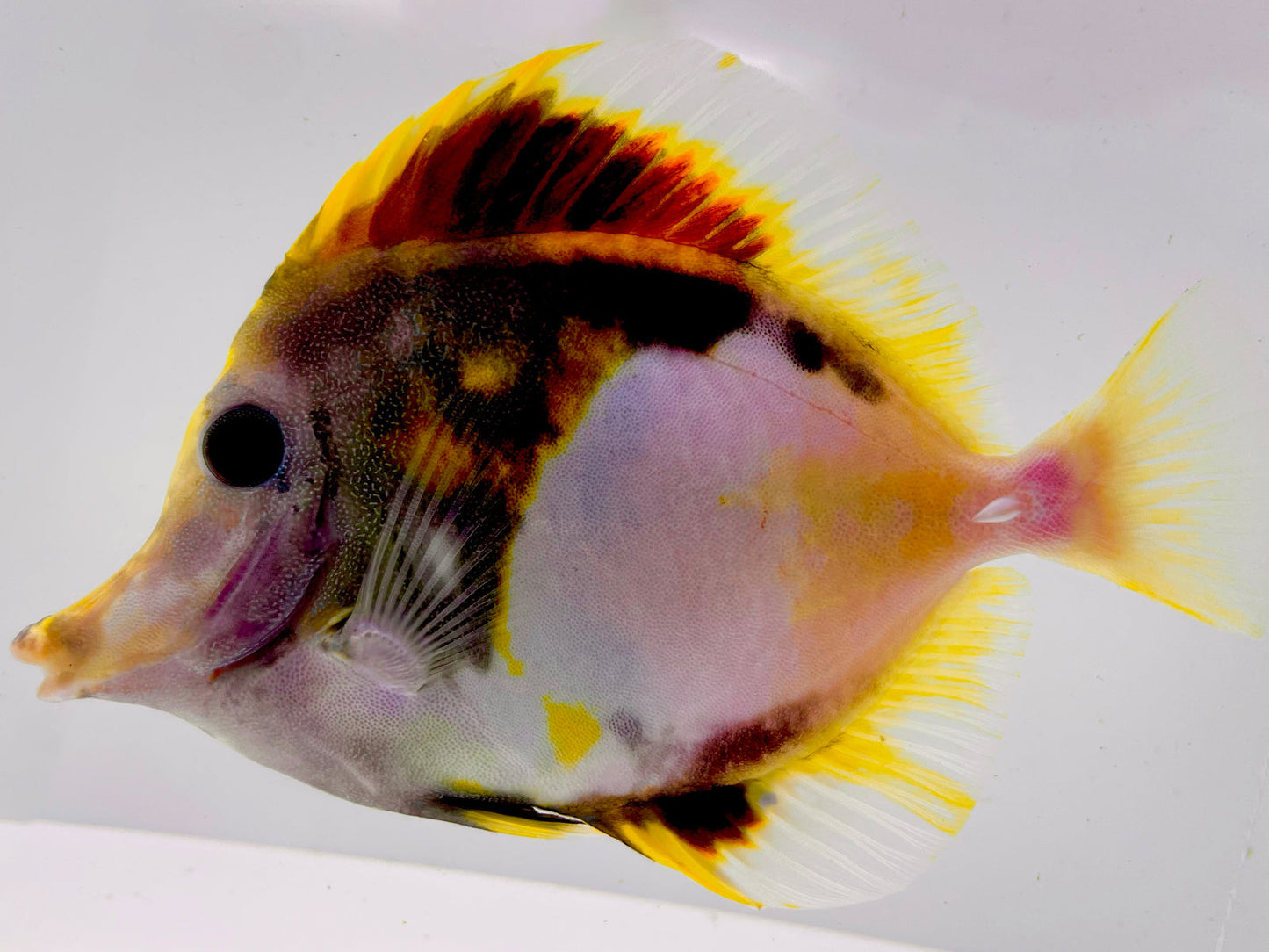 Tri Color Koi Scopas Tang WYSIWYG