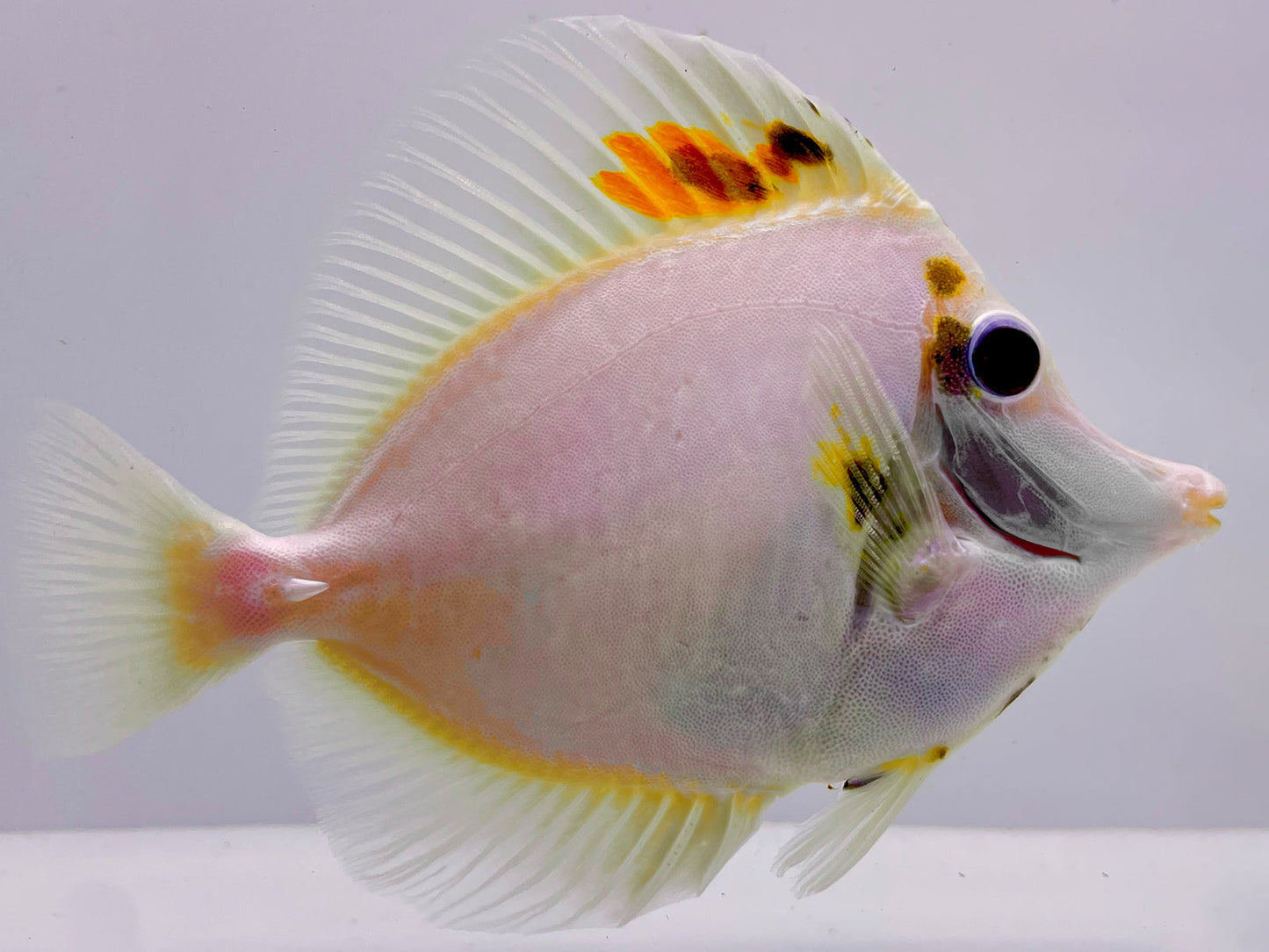 White Koi Scopas Tang