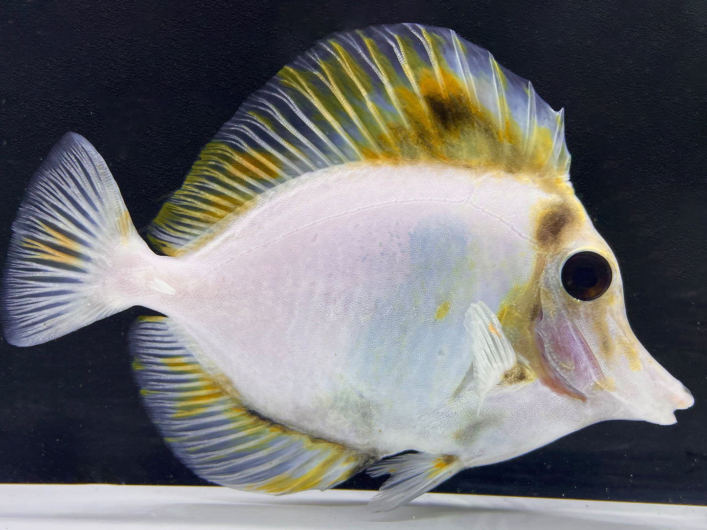 White Koi Scopas Tang