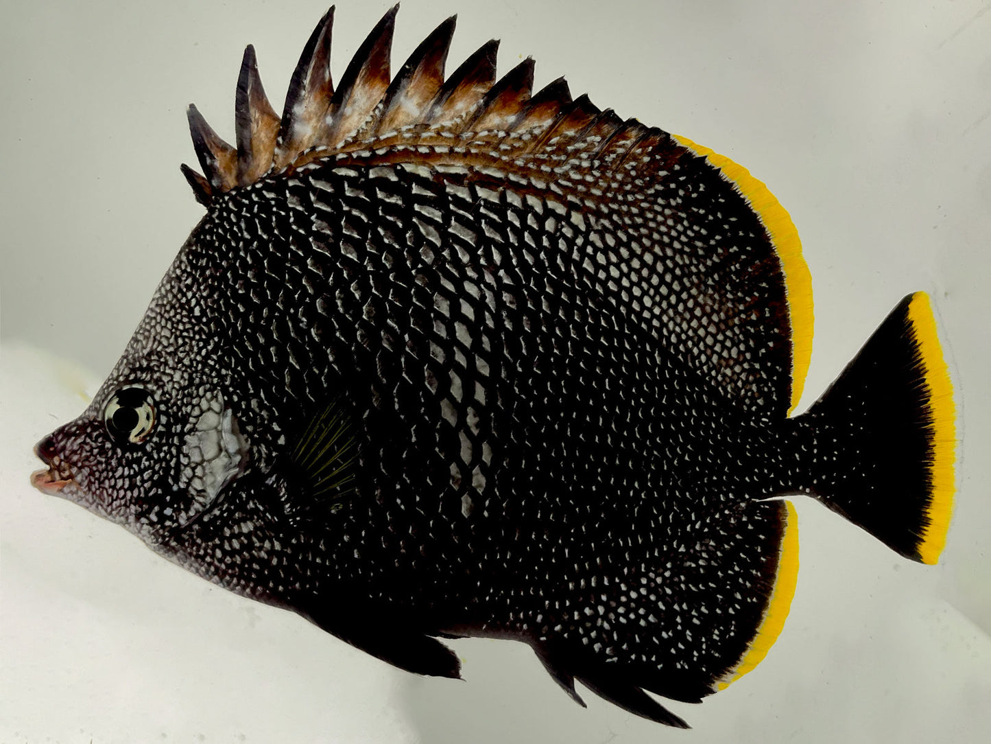 Wrought Iron Butterflyfish WYSIWYG