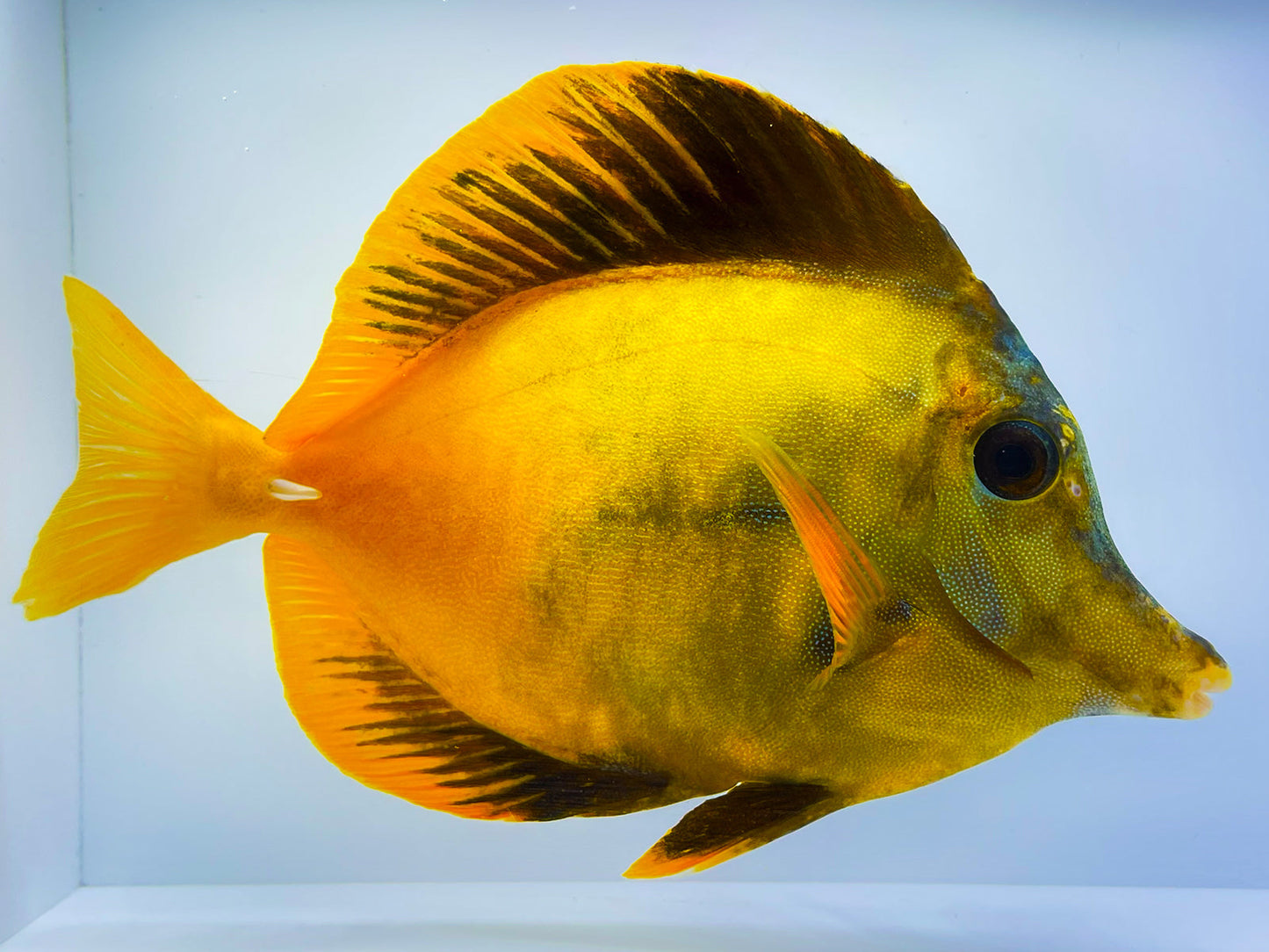 Yellow and Black Koi Scopas Tang