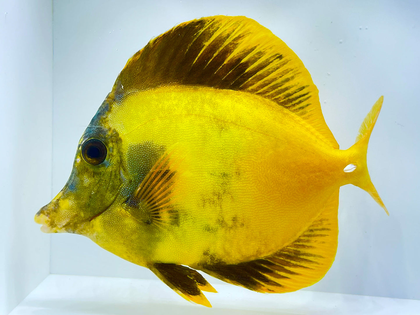 Yellow and Black Koi Scopas Tang