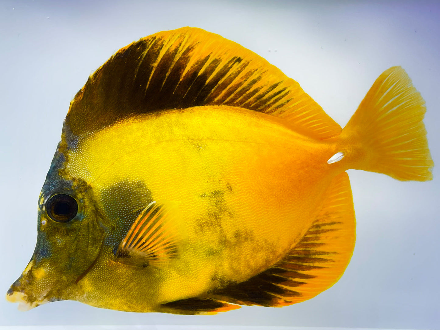 Yellow and Black Koi Scopas Tang