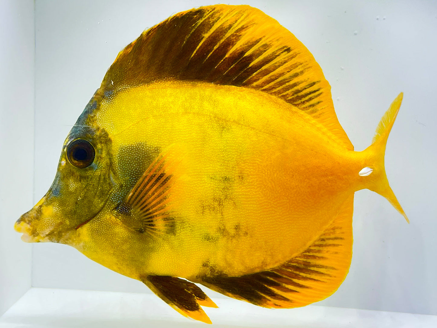 Yellow and Black Koi Scopas Tang