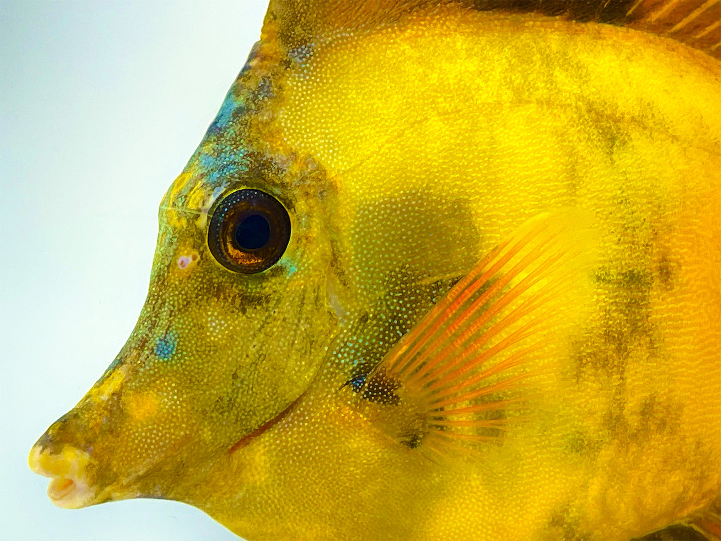 Yellow and Black Koi Scopas Tang