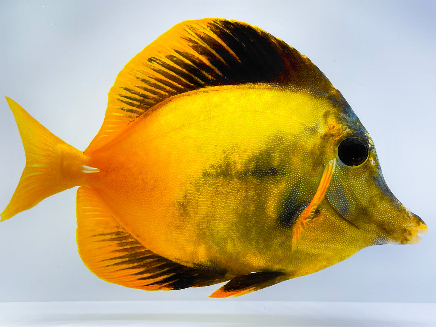 Yellow and Black Koi Scopas Tang