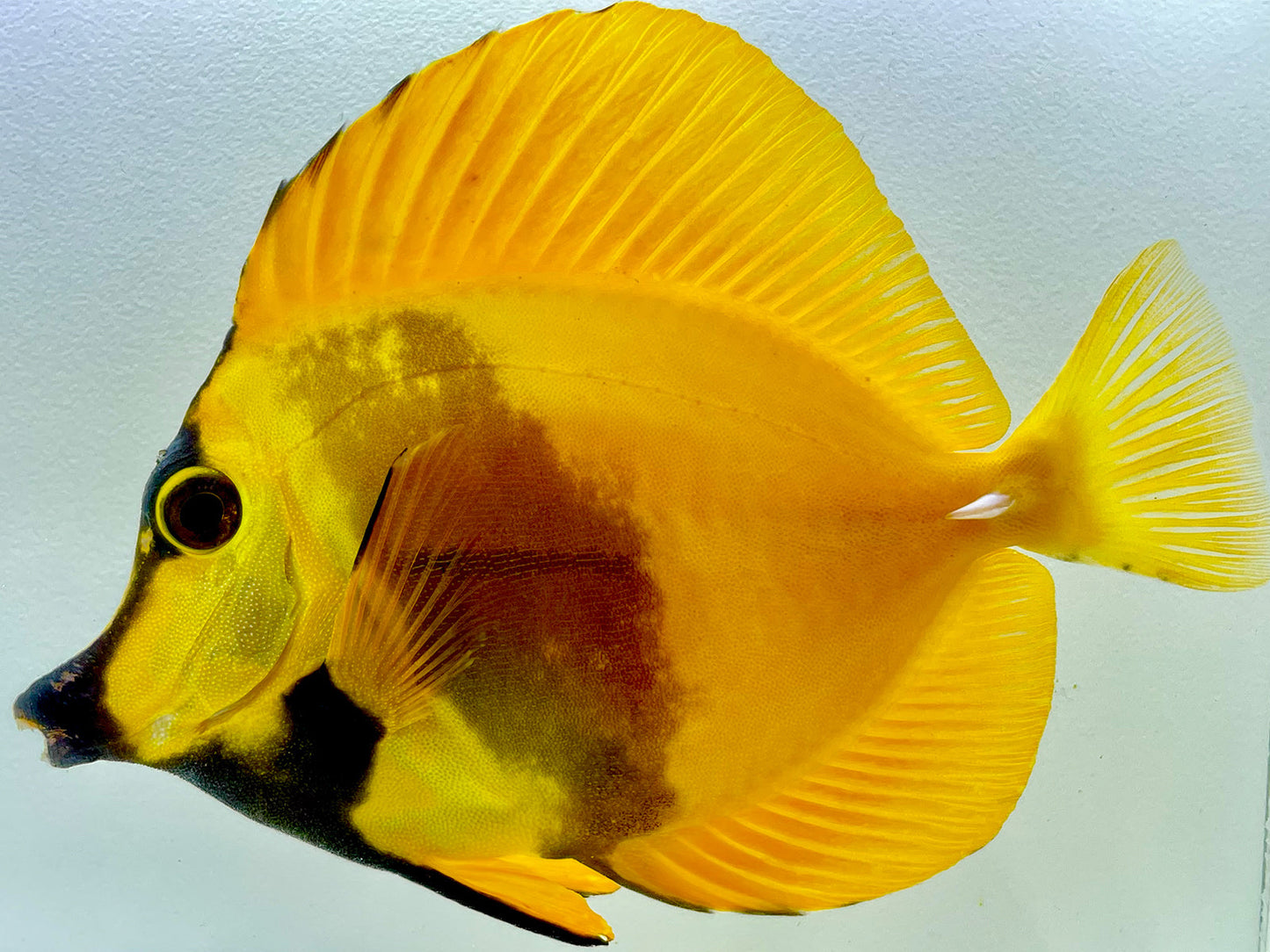 Yellow and Black Koi Scopas Tang