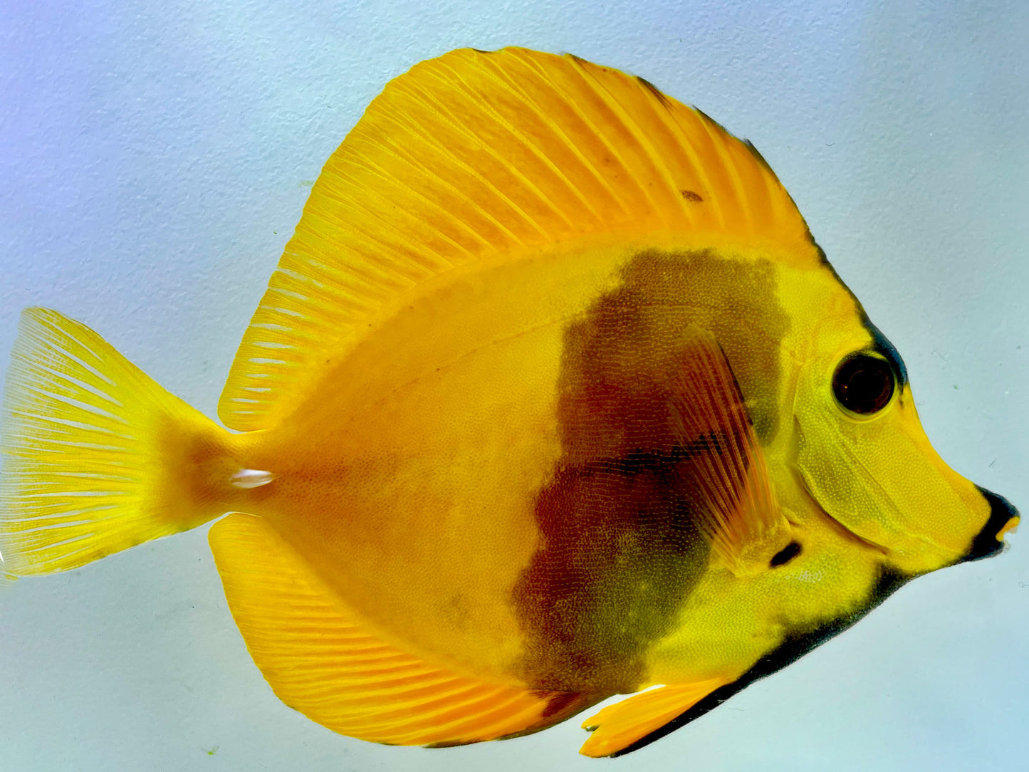 Yellow and Black Koi Scopas Tang