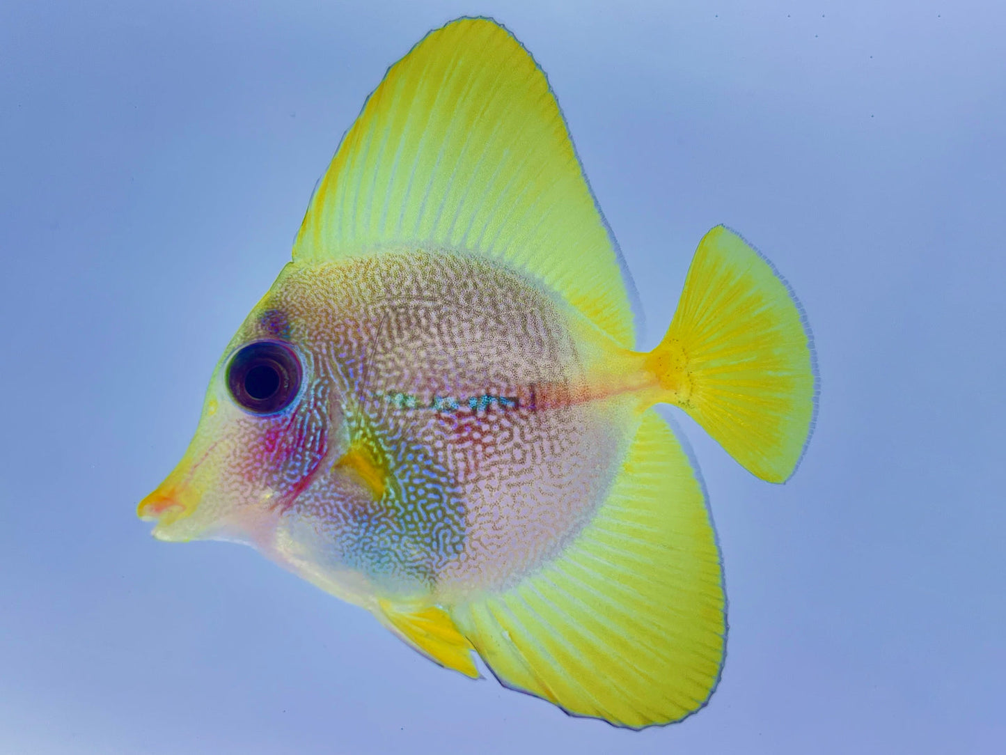 Purple X Yellow Tang Hybrid WYSIWYG Captive Bred (BA)