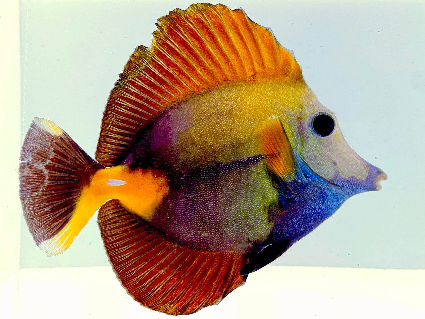 Tri Color Koi Scopas Tang WYSIWYG