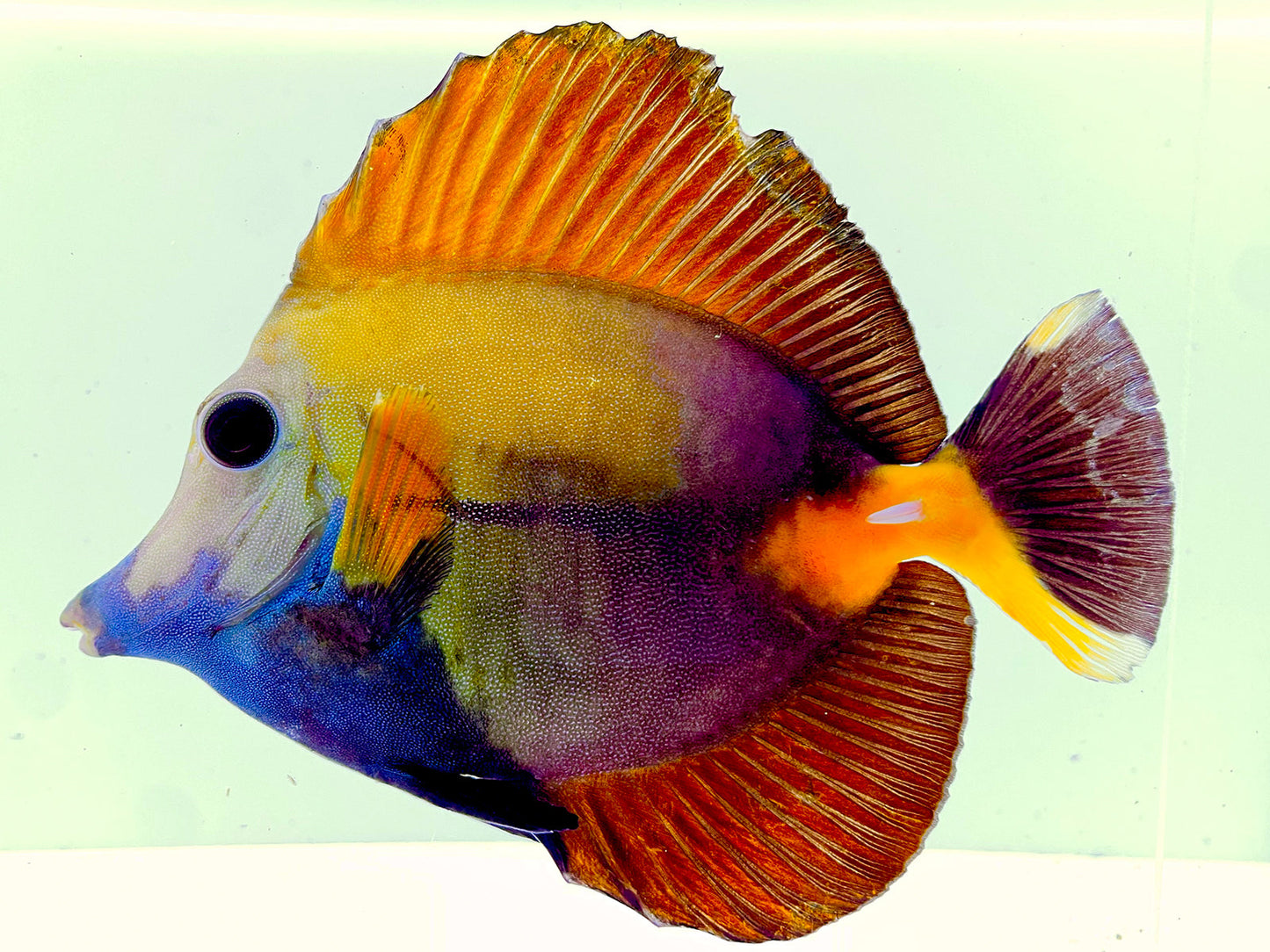 Tri Color Koi Scopas Tang WYSIWYG