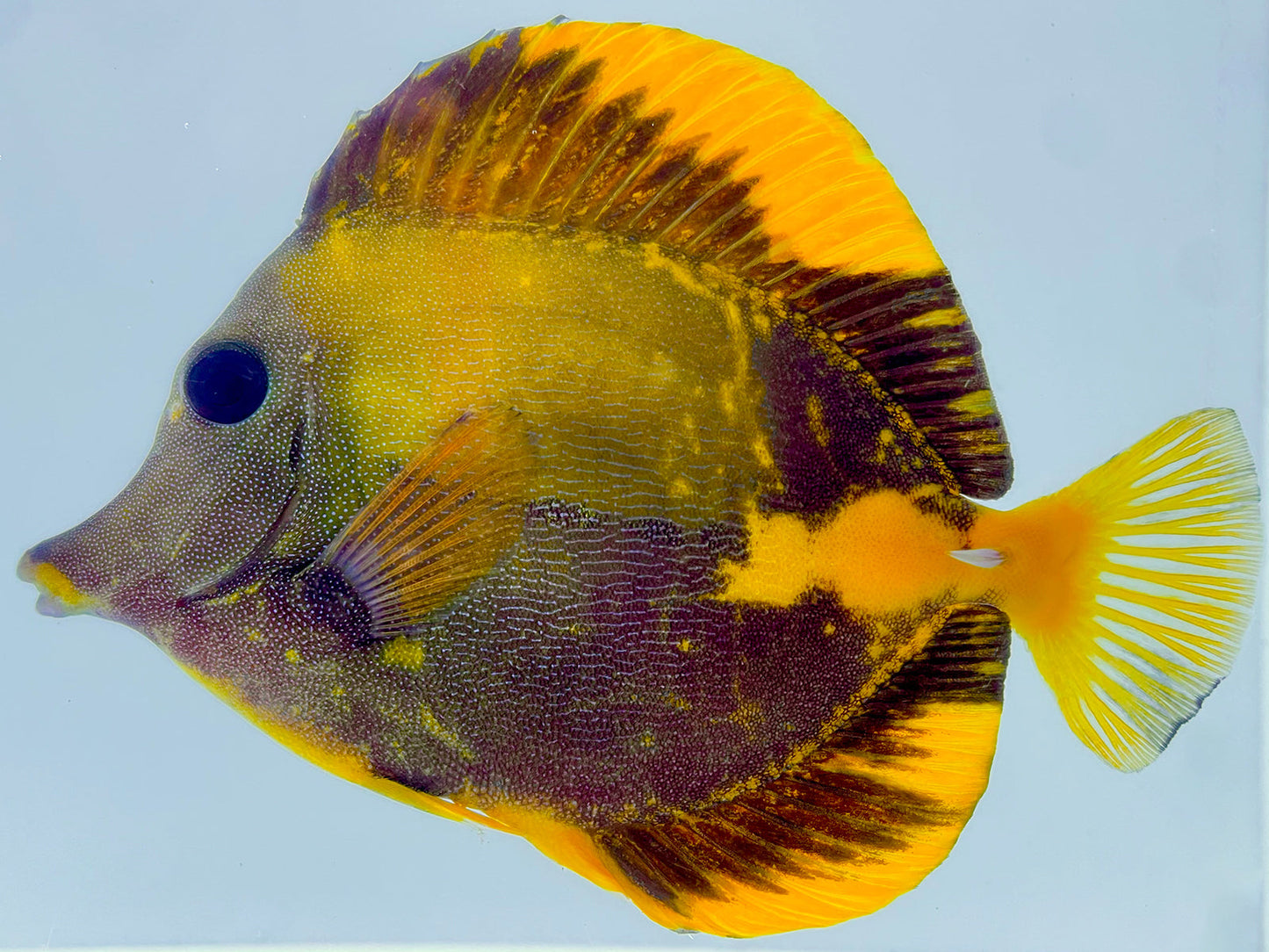 Yellow and Black Koi Scopas Tang