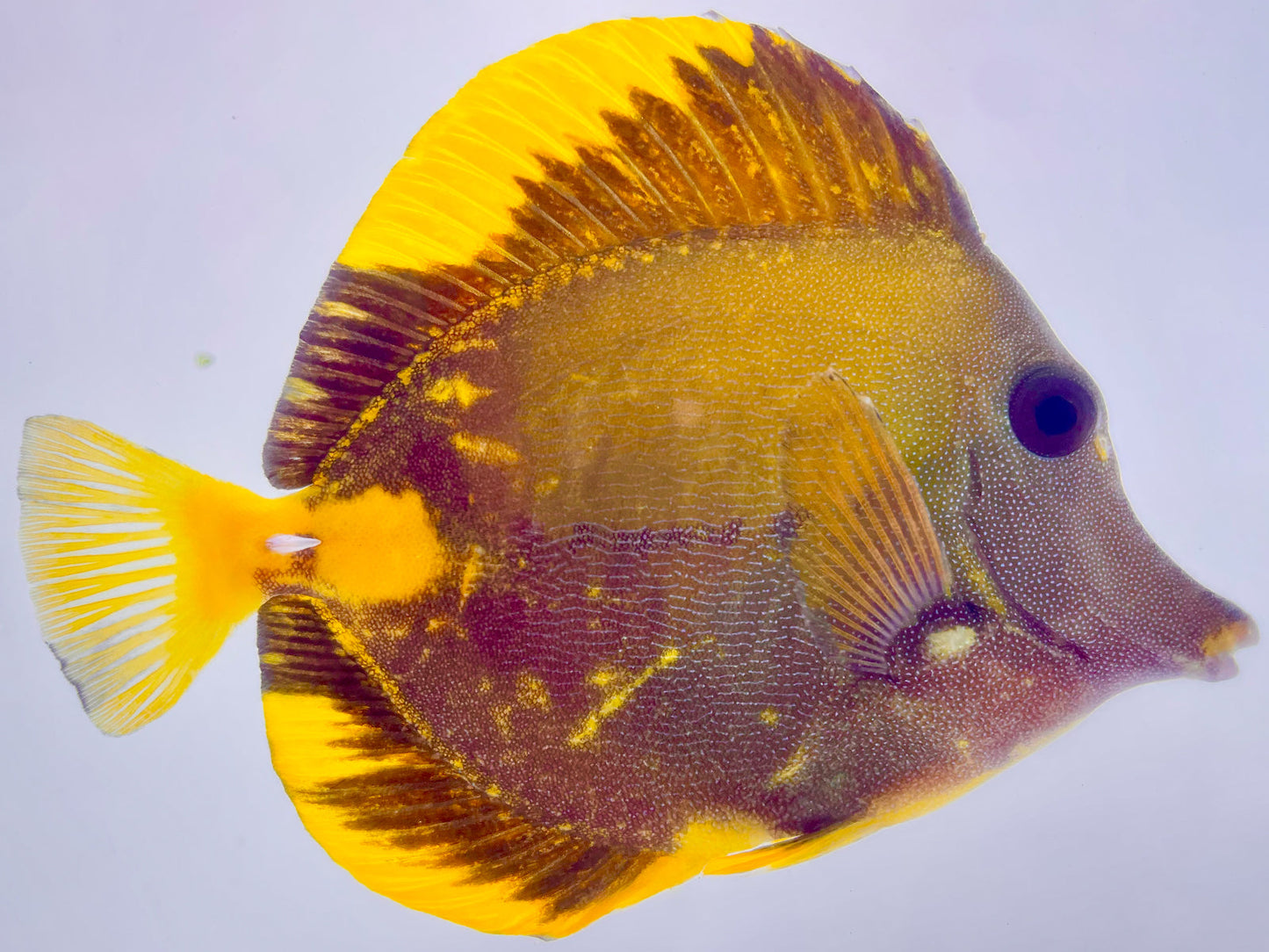 Yellow and Black Koi Scopas Tang