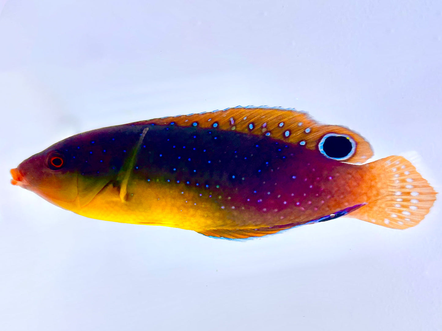 Yellow Chest Twist Tamarin Wrasse