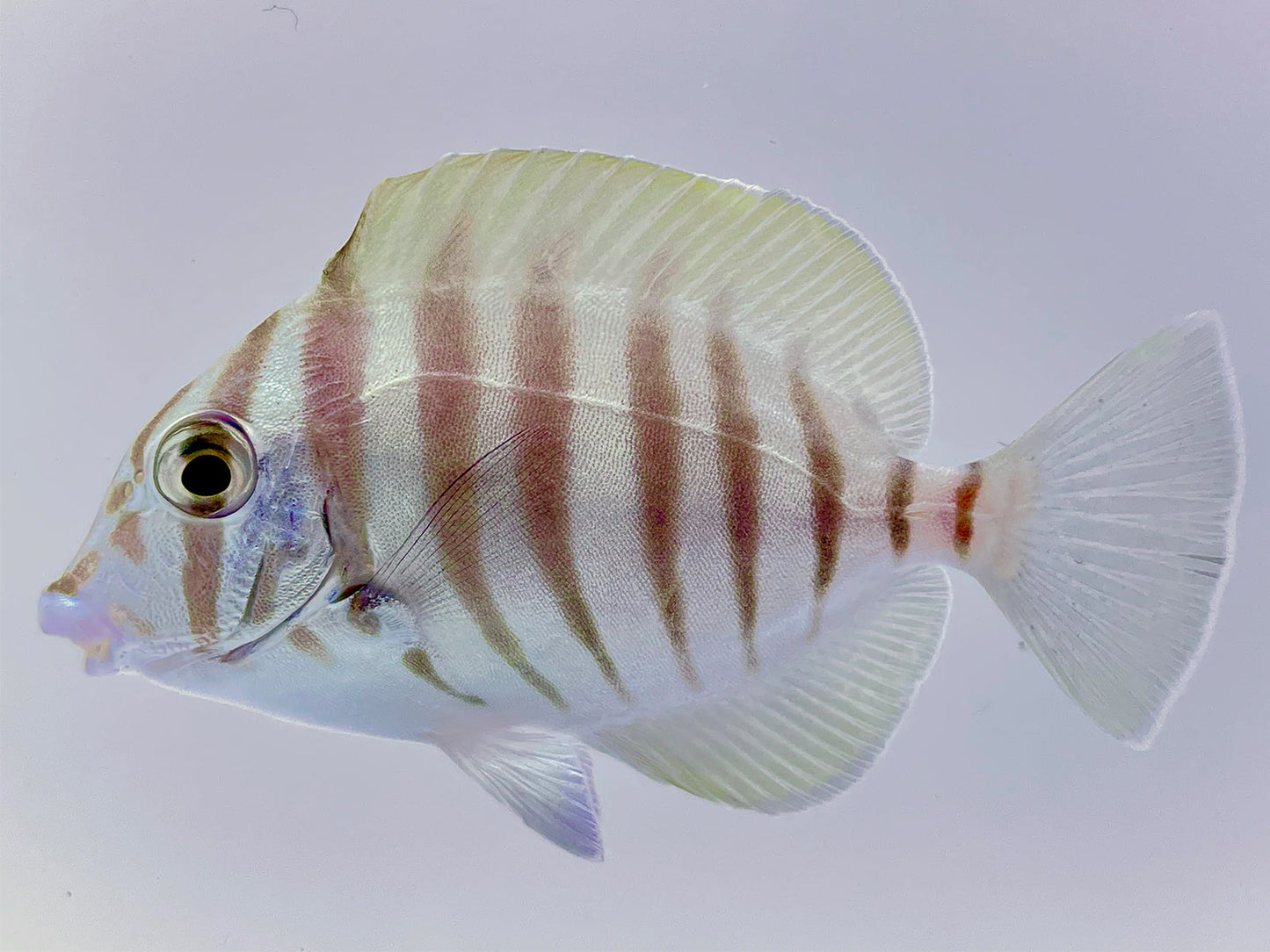 Mauritian Polyzona Zebra Tang