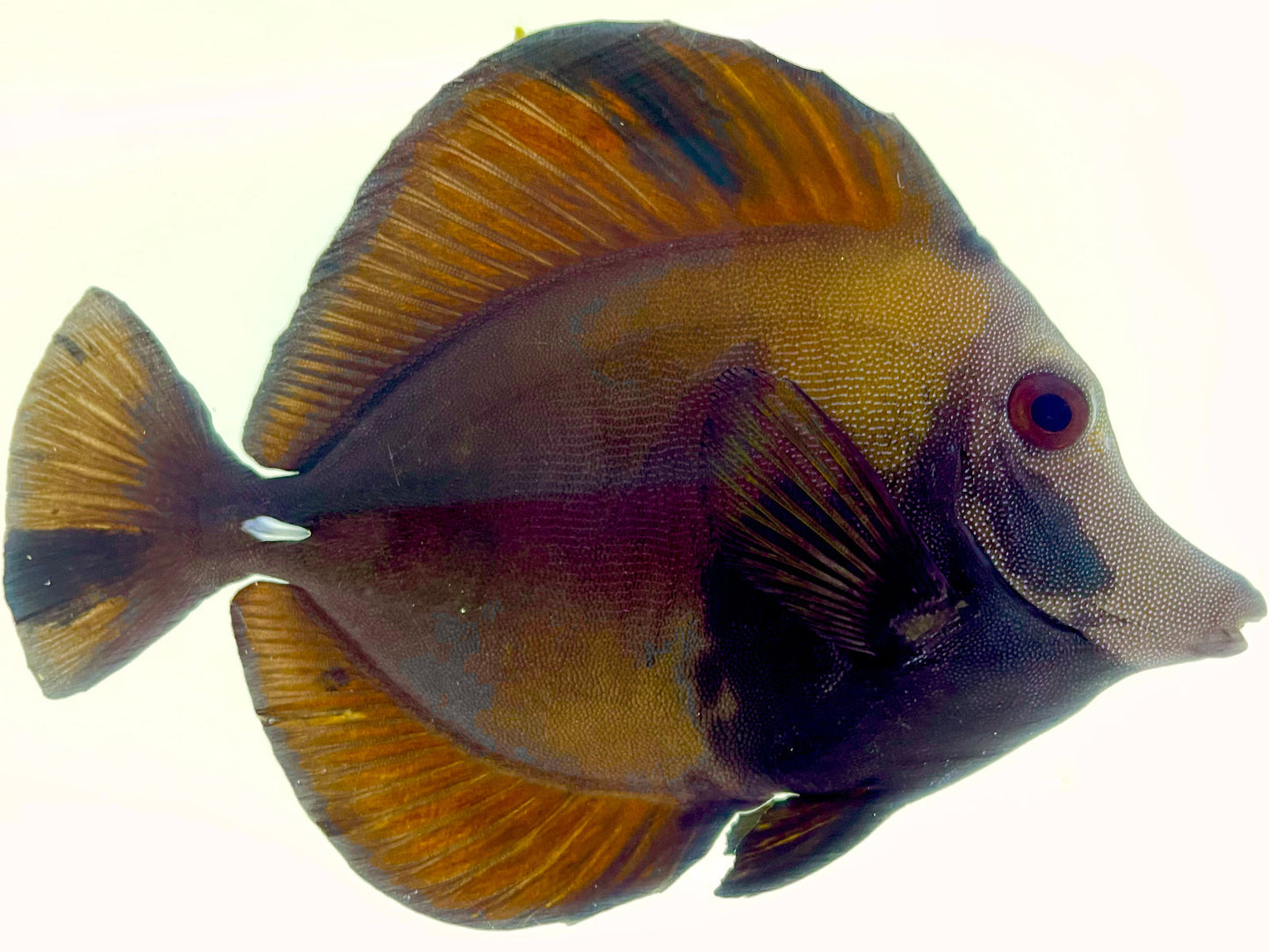 Blue Face Koi Scopas Tang WYSIWYG