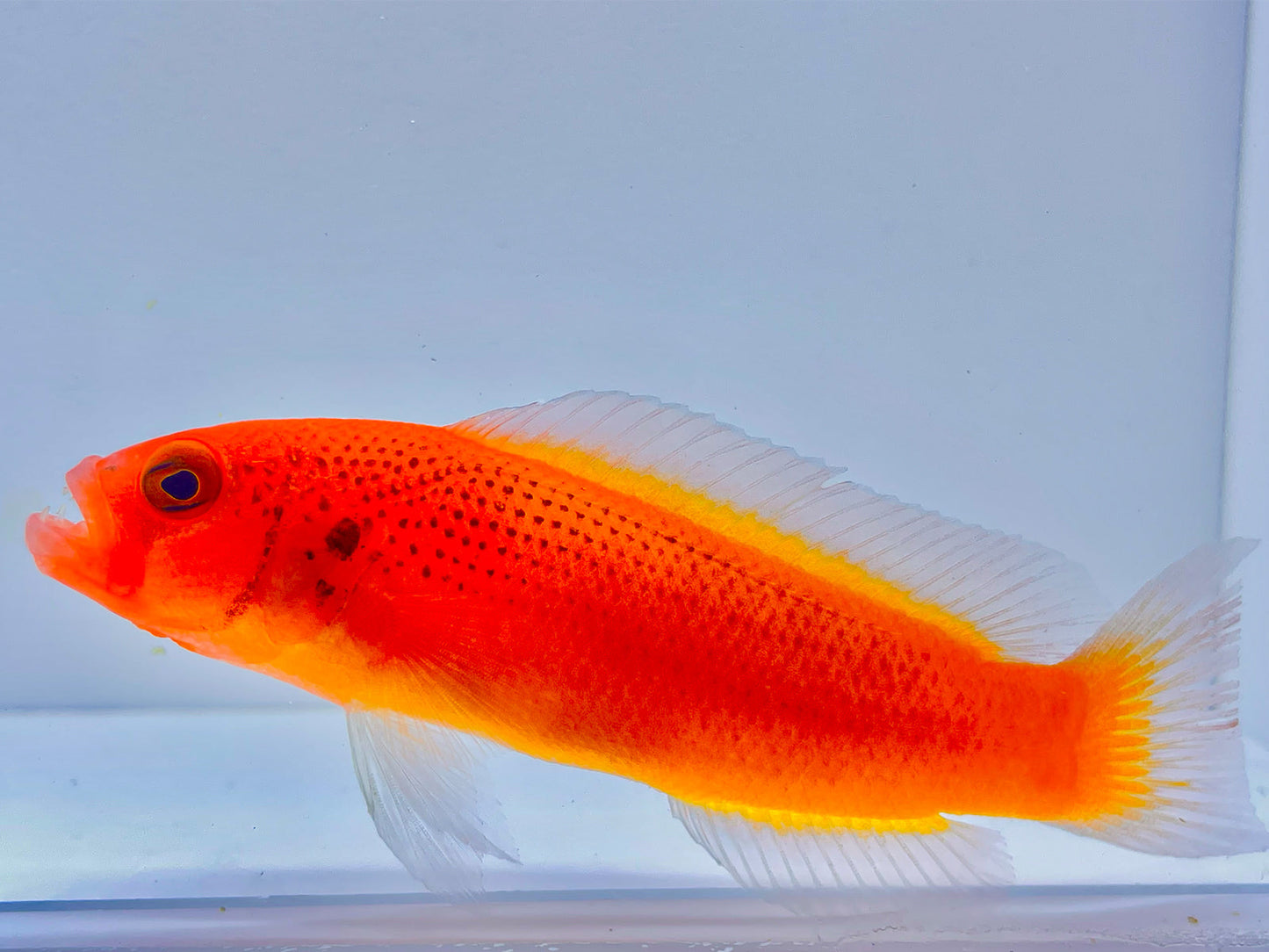 Jaguar Dottyback