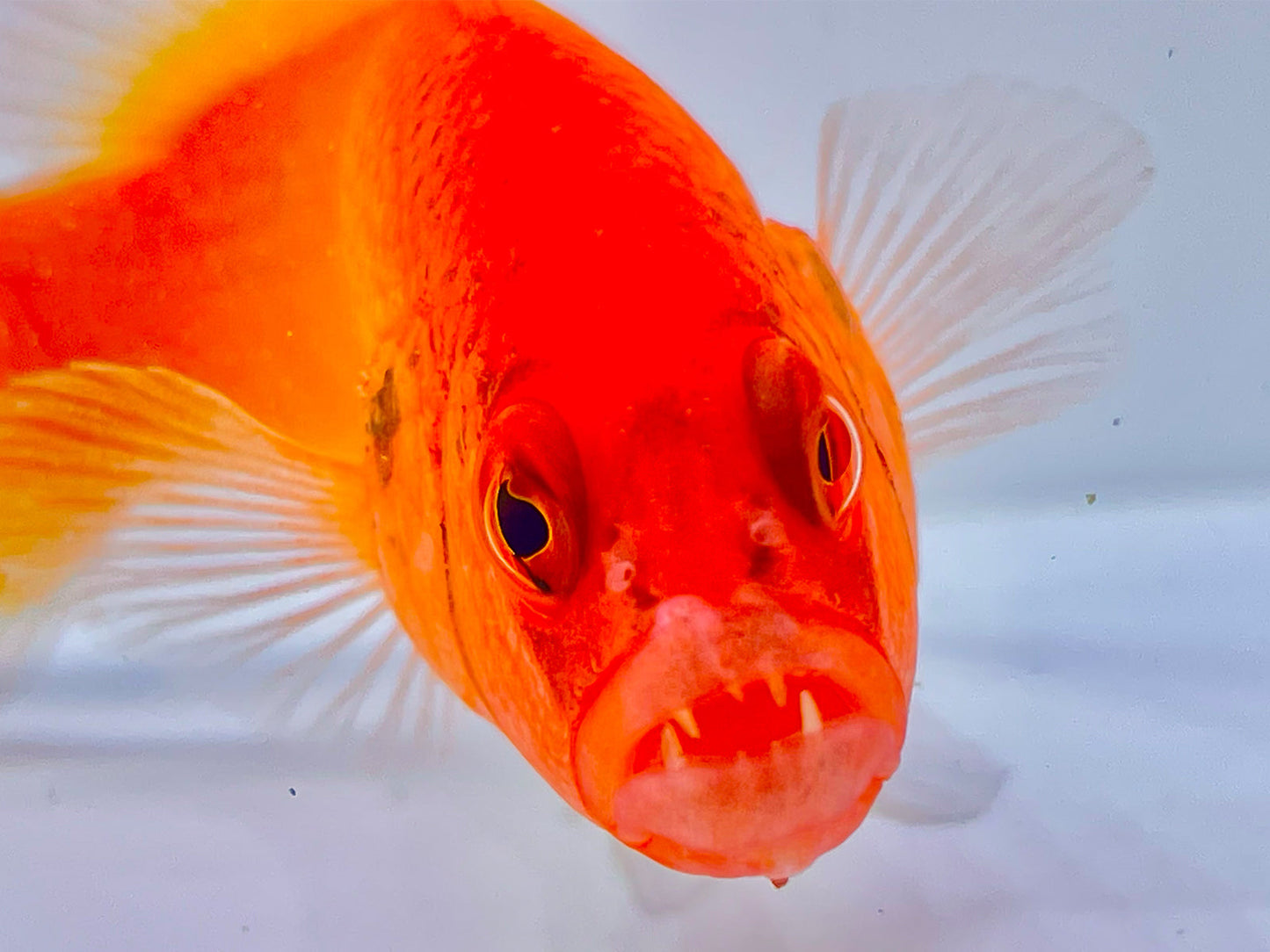 Jaguar Dottyback