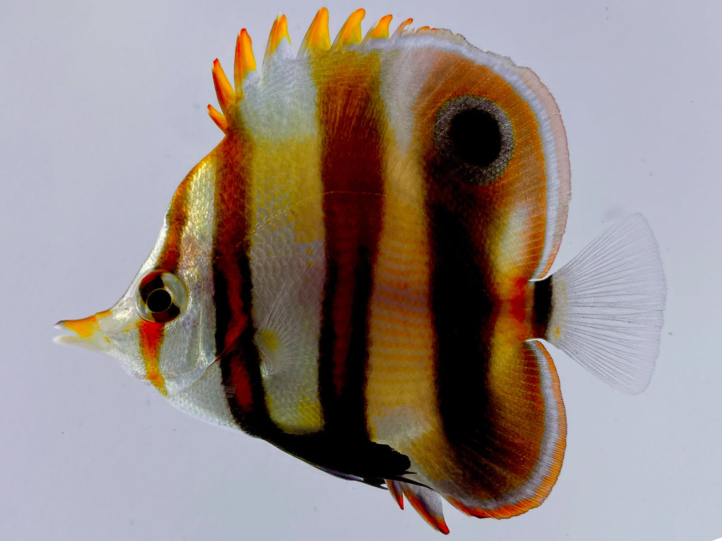 Mulleri Butterflyfish