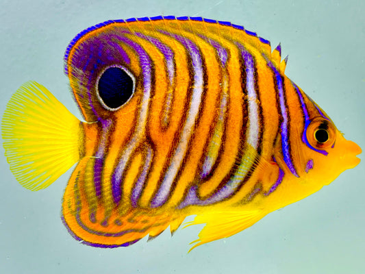 Misbar Indian Ocean Yellow Belly Regal Angelfish WYSIWYG