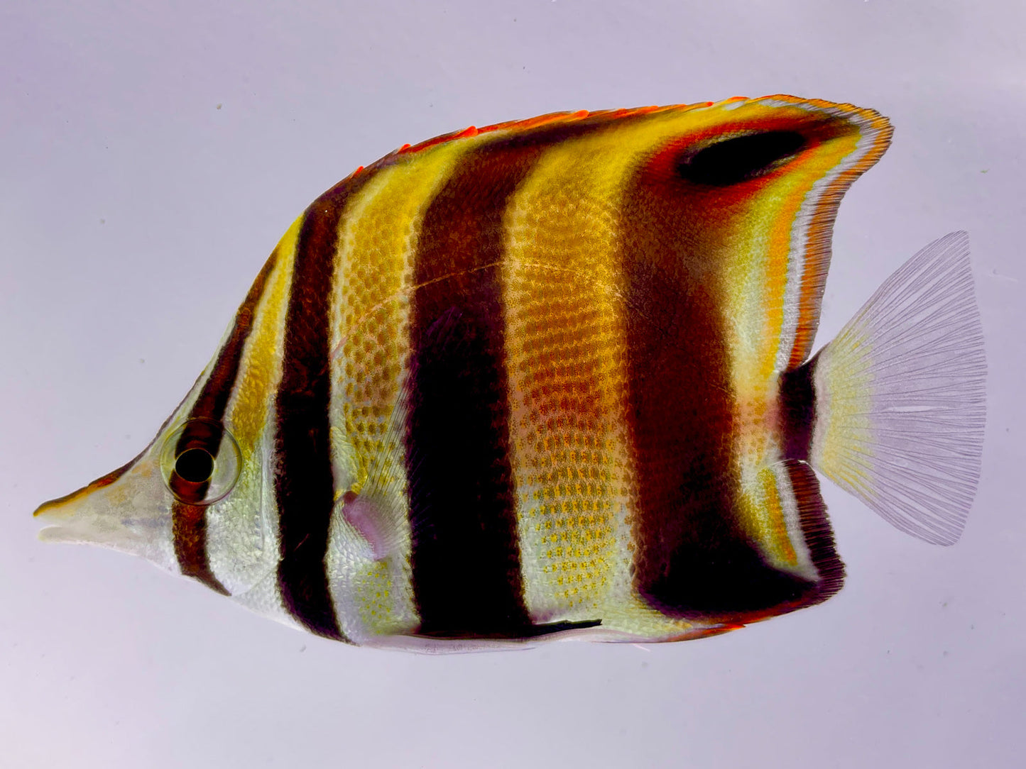 Truncatus Butterflyfish