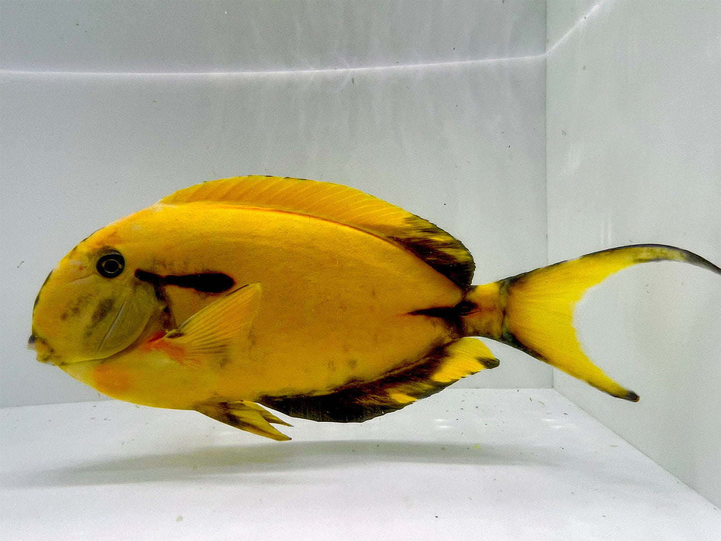 Aberrant Tri Color Blackstreak Tang SHOW